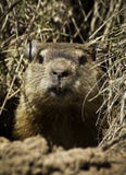 Marmotta (monax del marmota) immagini stock libere da diritti Marmotta (monax del marmota) immagini stock libere da diritti