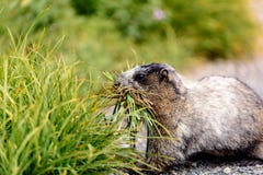 Marmotta sulla pattuglia fotografia stock Marmotta sulla pattuglia fotografia stock