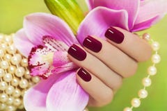 Maroon manicure. stock images Maroon manicure. stock images