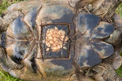 Marque con una cicatriz en tortuga después del retiro quirúrgico de huevos imagen de archivo libre de regalías Marque con una cicatriz en tortuga después del retiro quirúrgico de huevos imagen de archivo libre de regalías