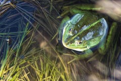 Marsh frog in pond full of weeds. Green frog Pelophylax esculentus sitting in water royalty free stock photos Marsh frog in pond full of weeds. Green frog Pelophylax esculentus sitting in water royalty free stock photos