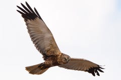 Marsh harrier stock photos Marsh harrier stock photos