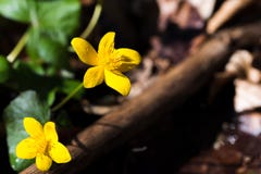 Marsh Marigold, palustris del Caltha, fiori, fuoco selettivo, macro fotografie stock libere da diritti Marsh Marigold, palustris del Caltha, fiori, fuoco selettivo, macro fotografie stock libere da diritti