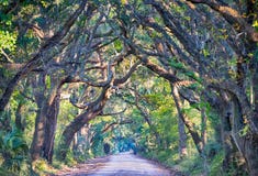 Marsh Oak Trees Tunnel för grusväg för botanikfjärdkoloni spöklika wi fotografering för bildbyråer Marsh Oak Trees Tunnel för grusväg för botanikfjärdkoloni spöklika wi fotografering för bildbyråer