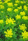 Marsh spurge Euphorbia palustris Stock Photo Marsh spurge Euphorbia palustris Stock Photo