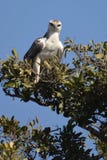 Martial Eagle (Polemaetus bellicosus)(Juvenile) royalty free stock photo Martial Eagle (Polemaetus bellicosus)(Juvenile) royalty free stock photo