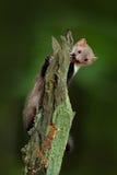 Martre de hêtre, foina de Martes, avec le fond vert clair Martre en pierre, portrait de détail d'animal de forêt Petite séance pr images stock Martre de hêtre, foina de Martes, avec le fond vert clair Martre en pierre, portrait de détail d'animal de forêt Petite séance pr images stock