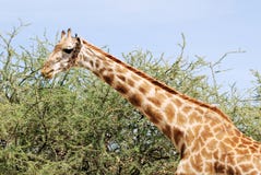 Masai Giraffe eating of an acacia tree royalty free stock photo Masai Giraffe eating of an acacia tree royalty free stock photo