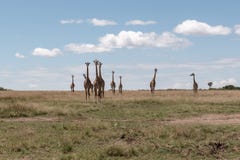 Masai Mara Giraffes, sur le safari, au Kenya, l'Afrique photos libres de droits Masai Mara Giraffes, sur le safari, au Kenya, l'Afrique photos libres de droits