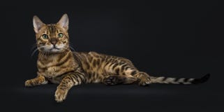 Maschio brillante adulto con il gatto del Bengala degli occhi verdi che indica e che guarda diritto in camera sul fondo nero immagini stock libere da diritti Maschio brillante adulto con il gatto del Bengala degli occhi verdi che indica e che guarda diritto in camera sul fondo nero immagini stock libere da diritti