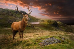 Maschio dei cervi rossi nel paesaggio drammatico della montagna Maschio dei cervi rossi nel paesaggio drammatico della montagna