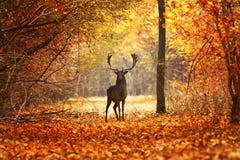 Maschio dei daini nella bella foresta di autunno fotografie stock Maschio dei daini nella bella foresta di autunno fotografie stock