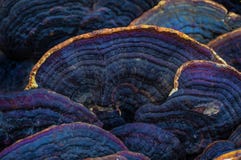 Mashrooms exóticos del árbol para la medicina y el remedio orientales tradicionales Linteus de Phellinus abstraiga el fondo imágenes de archivo libres de regalías Mashrooms exóticos del árbol para la medicina y el remedio orientales tradicionales Linteus de Phellinus abstraiga el fondo imágenes de archivo libres de regalías