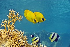 Masked Butterfly Fish And Red Sea Bannerfishes Stock Images Masked Butterfly Fish And Red Sea Bannerfishes Stock Images
