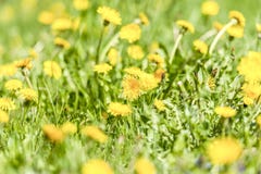 maskrosen blommar officinaletaraxacumyellow Maskrosfältbakgrund på solig dag för vår blomma maskros arkivbilder maskrosen blommar officinaletaraxacumyellow Maskrosfältbakgrund på solig dag för vår blomma maskros arkivbilder