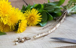Maskrosen rotar, med maskrosblommor och sidor royaltyfria foton Maskrosen rotar, med maskrosblommor och sidor royaltyfria foton