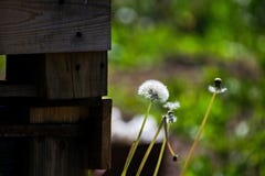 Maskrosnärbild på naturen i sommar Vinden blåser bort frö av maskrosor royaltyfri bild Maskrosnärbild på naturen i sommar Vinden blåser bort frö av maskrosor royaltyfri bild