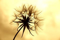 maskrossepia maskrossepia