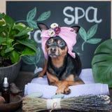 Massagem e termas, um cão em um turbante de uma toalha imagem de stock Massagem e termas, um cão em um turbante de uma toalha imagem de stock