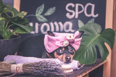 Massagem e termas, um cão em um turbante de uma toalha entre os artigos do cuidado dos termas e plantas Conceito engraçado que pr imagens de stock royalty free Massagem e termas, um cão em um turbante de uma toalha entre os artigos do cuidado dos termas e plantas Conceito engraçado que pr imagens de stock royalty free