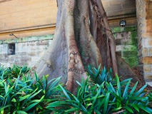 Massief Morton Bay Fig Tree Near Historisch Sydney Sandstone Building, Australi? stock afbeelding Massief Morton Bay Fig Tree Near Historisch Sydney Sandstone Building, Australi? stock afbeelding
