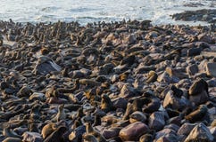 Massive colony of South African fur seals at Cape Cross, Namibia, Southern Africa stock images Massive colony of South African fur seals at Cape Cross, Namibia, Southern Africa stock images