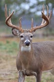 Massive heavy typical whitetail buck