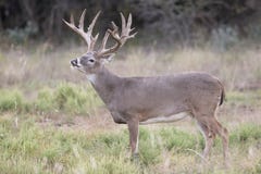 Massive whitetail buck with head up