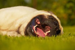 Mastiff стоковые изображения Mastiff стоковые изображения