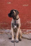 Mastiff Puppy Stock Image