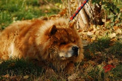 Mastim tibetano em dias de inverno imagem de stock royalty free Mastim tibetano em dias de inverno imagem de stock royalty free