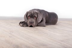 Mastino de Neapolitana del perrito, sentándose en el piso en el estudio Controladores de perro que entrenan a perros desde niñez fotos de archivo libres de regalías Mastino de Neapolitana del perrito, sentándose en el piso en el estudio Controladores de perro que entrenan a perros desde niñez fotos de archivo libres de regalías