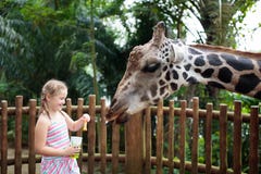 Matande giraff för familj i zoo Barn matar giraff i tropisk safari parkerar under sommarsemester Ungeklockadjur little fotografering för bildbyråer Matande giraff för familj i zoo Barn matar giraff i tropisk safari parkerar under sommarsemester Ungeklockadjur little fotografering för bildbyråer