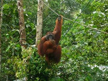 Matande orangutang i den Semenggoh djurlivmitten, Borneo, Malaysia royaltyfria foton Matande orangutang i den Semenggoh djurlivmitten, Borneo, Malaysia royaltyfria foton