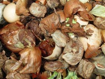 Materia della verdura di compostaggio immagine stock libera da diritti Materia della verdura di compostaggio immagine stock libera da diritti