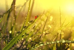 matin frais de coccinelle de rosée image stock matin frais de coccinelle de rosée image stock