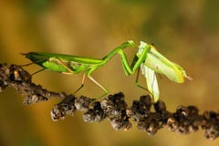 Matinas que comem as louvas-a-deus, dois louva-a-deus verdes do inseto na flor, religiosa da louva-a-deus, cena da ação, repúblic imagem de stock Matinas que comem as louvas-a-deus, dois louva-a-deus verdes do inseto na flor, religiosa da louva-a-deus, cena da ação, repúblic imagem de stock