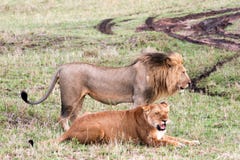 Mating Lions Stock Photos