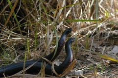 Mating Snakes Royalty Free Stock Images