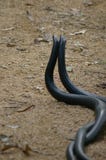 Mating Snakes II Stock Image