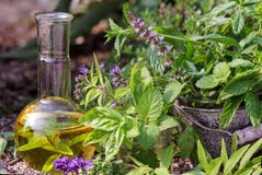 Matlagning och homeopati med medicinska växter royaltyfri fotografi Matlagning och homeopati med medicinska växter royaltyfri fotografi