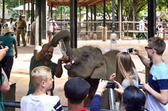 Matning mjölkar för att behandla som ett barn elefanten (Elephasmaximusmaximus) i en barnkammare i Sri Lanka royaltyfria foton Matning mjölkar för att behandla som ett barn elefanten (Elephasmaximusmaximus) i en barnkammare i Sri Lanka royaltyfria foton