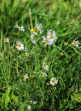 Matricariachamomillaen blomstrar i en äng arkivbilder Matricariachamomillaen blomstrar i en äng arkivbilder
