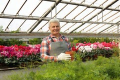 Mature man holding pot with seedling in greenhouse royalty free stock photos Mature man holding pot with seedling in greenhouse royalty free stock photos