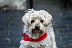 A Mature yorkie wearing a red collar outdoors. A loved family pet for many years in a loving environment and a beautiful home and royalty free stock photos A Mature yorkie wearing a red collar outdoors. A loved family pet for many years in a loving environment and a beautiful home and royalty free stock photos