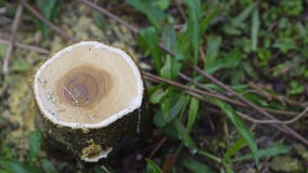 Maulbeerschnittnahaufnahme stockfotos Maulbeerschnittnahaufnahme stockfotos