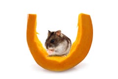 Maus lizenzfreies stockbild Maus lizenzfreies stockbild