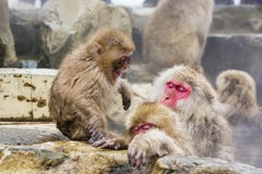 Mauvaise humeur d'humeur de singe de neige de bébé Image stock Mauvaise humeur d'humeur de singe de neige de bébé Image stock