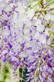 Mauve Wisteria sinensis (Chinese wisteria), Glicina tree flowers, close up Stock Photo Mauve Wisteria sinensis (Chinese wisteria), Glicina tree flowers, close up Stock Photo