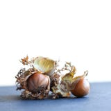 Maximum mûrs de Corylus d'écrou d'aveline de noisette Grosses noisettes organiques avec les feuilles sèches sur le fond blanc Mac photo libre de droits Maximum mûrs de Corylus d'écrou d'aveline de noisette Grosses noisettes organiques avec les feuilles sèches sur le fond blanc Mac photo libre de droits